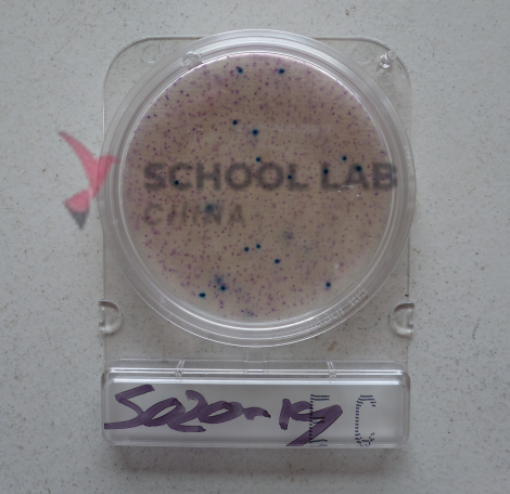 Bact.testing,E-Coli,Compact Dry Plates